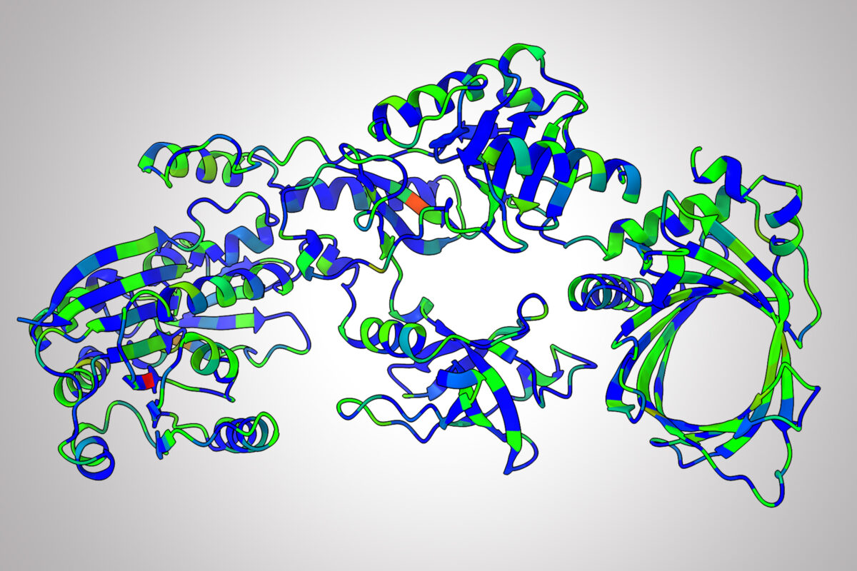 Using the MutRank framework trained with EvoRank, Danny Diaz and professor Andrew Ellington’s team are developing an improved version of a protein critical for the biomanufacturing of mRNA therapeutics and vaccines. In this example, the model recommends keeping the blue parts the same as the natural version of the protein and strongly considering mutating the red parts. Credit: Danny Diaz/University of Texas at Austin.