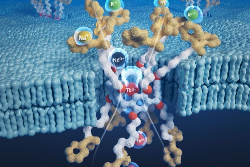 The image depicts a molecular structure embedded in a lipid bilayer membrane. The structure consists of complex, interconnected molecules with various ions (Na+, K+, Nd3+, Tb3+) interacting with it. The background shows the lipid bilayer as a blue, wavy surface, representing the cell membrane. 
