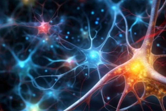 image of neurons in the brain