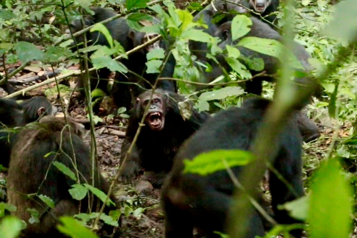 chimpanzees