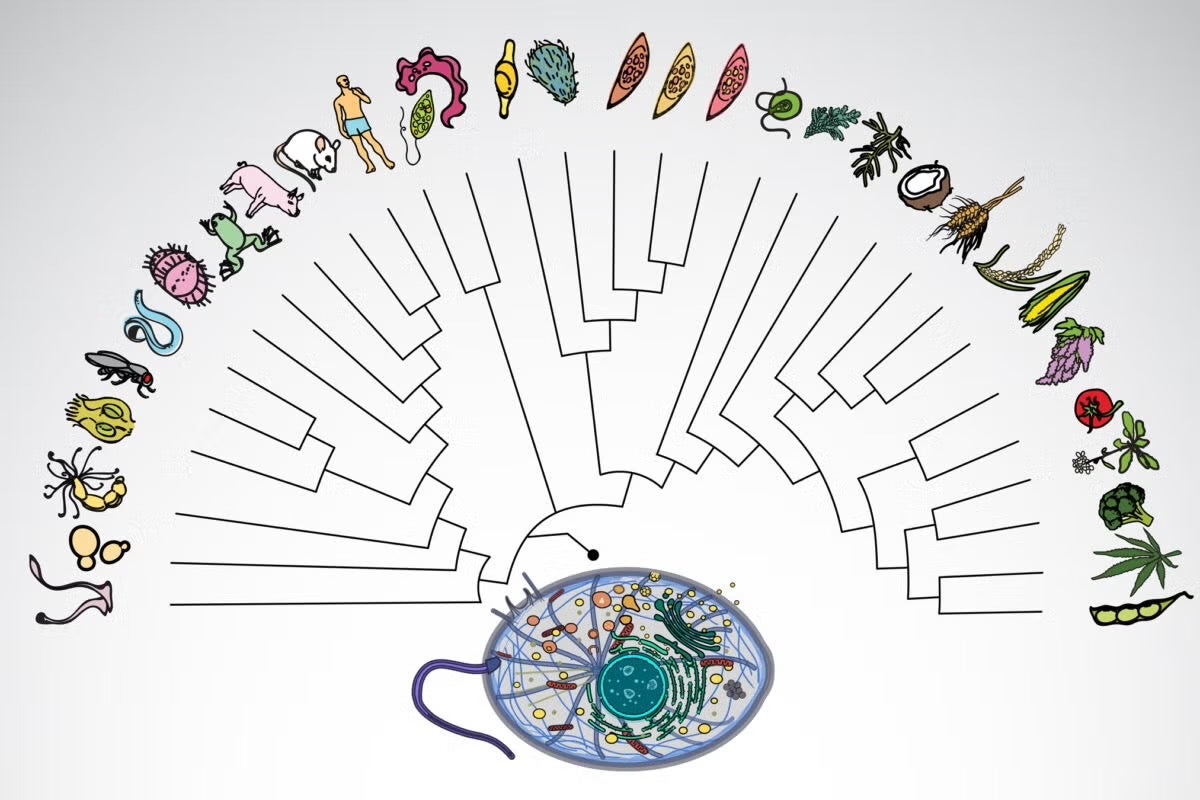 protein interactome of the Last Eukaryotic Common Ancestor