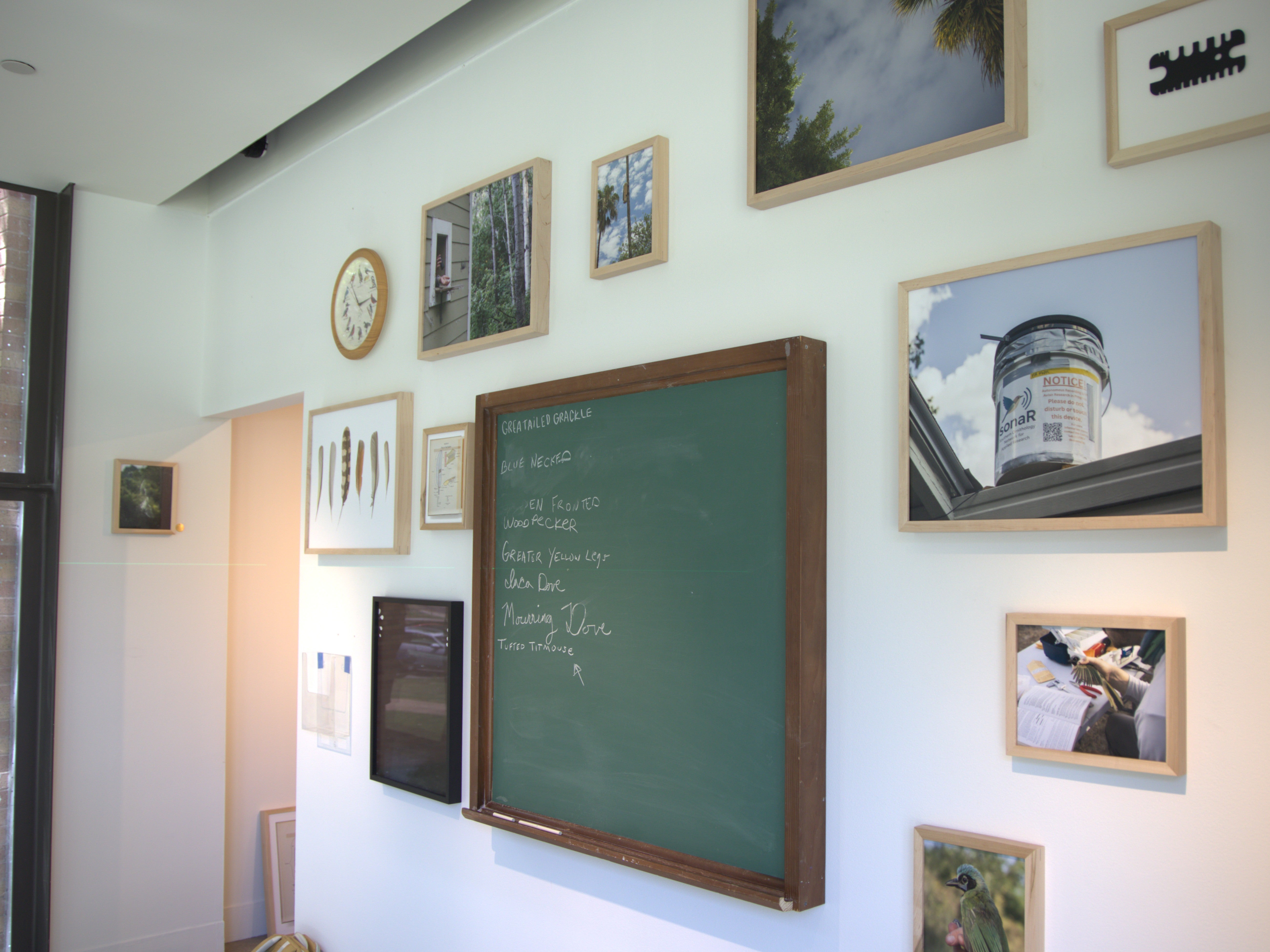 San Antonio-based artist Mark Menjívar’s installation, which focuses on birds, includes a chalkboard like the ones at birding centers that tally which species have been spotted each day. The one on this wall tracks the birds a newly installed device in hi