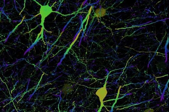 neuroscience graphic