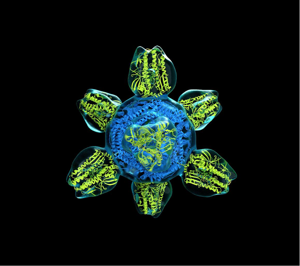 influenza vaccines graphic