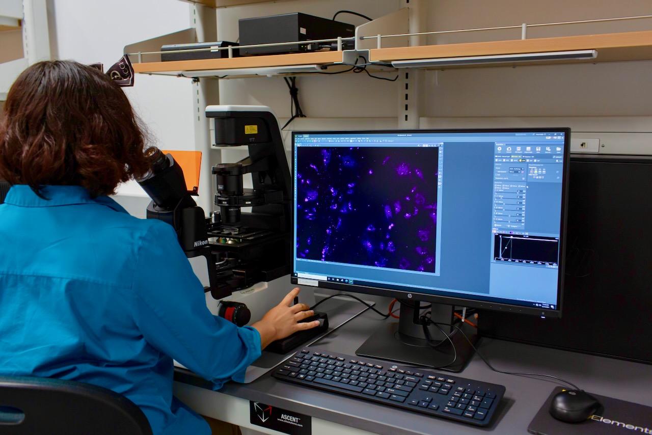 Nikon Ts2R Fluorescence Microscope