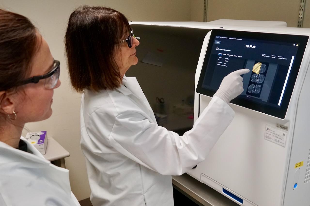 GSAF offers both whole-transcriptome and targeted spatial transcriptomics to enable high-resolution gene expression mapping within intact tissue sections