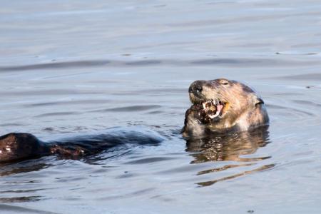Sea otter swimming in Monterey Bay 