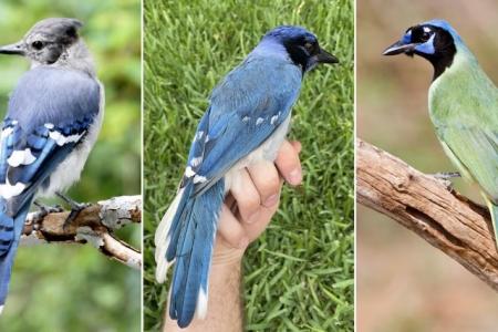 Three types of blue jays