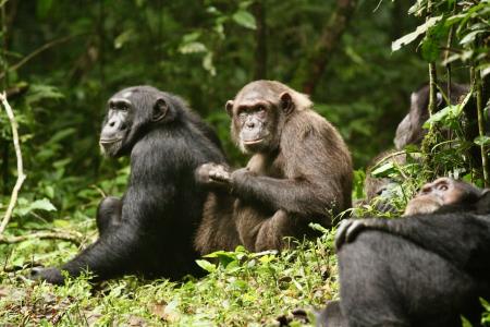 chimpanzees