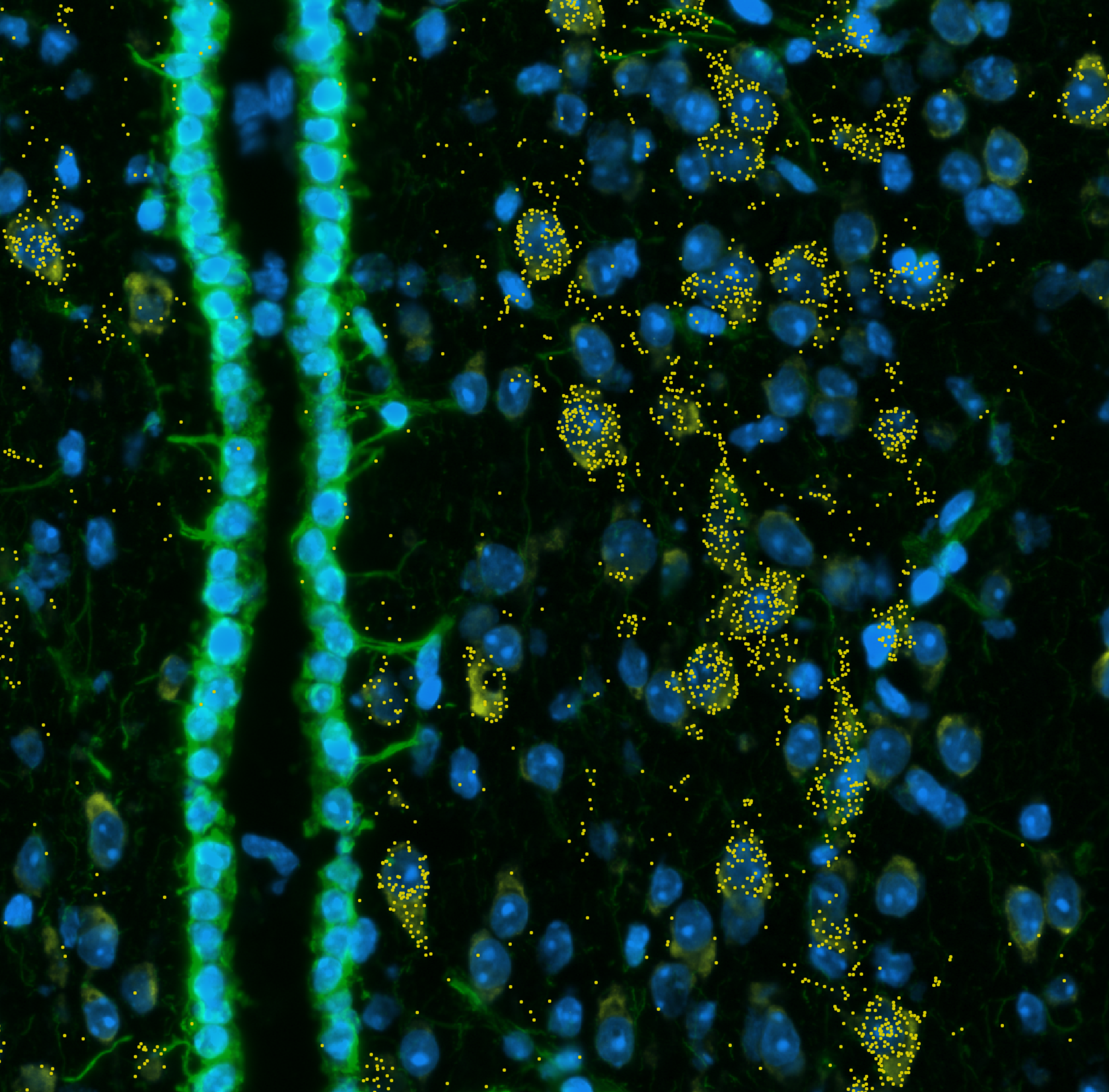 Nihal Salem, Mayfield Lab